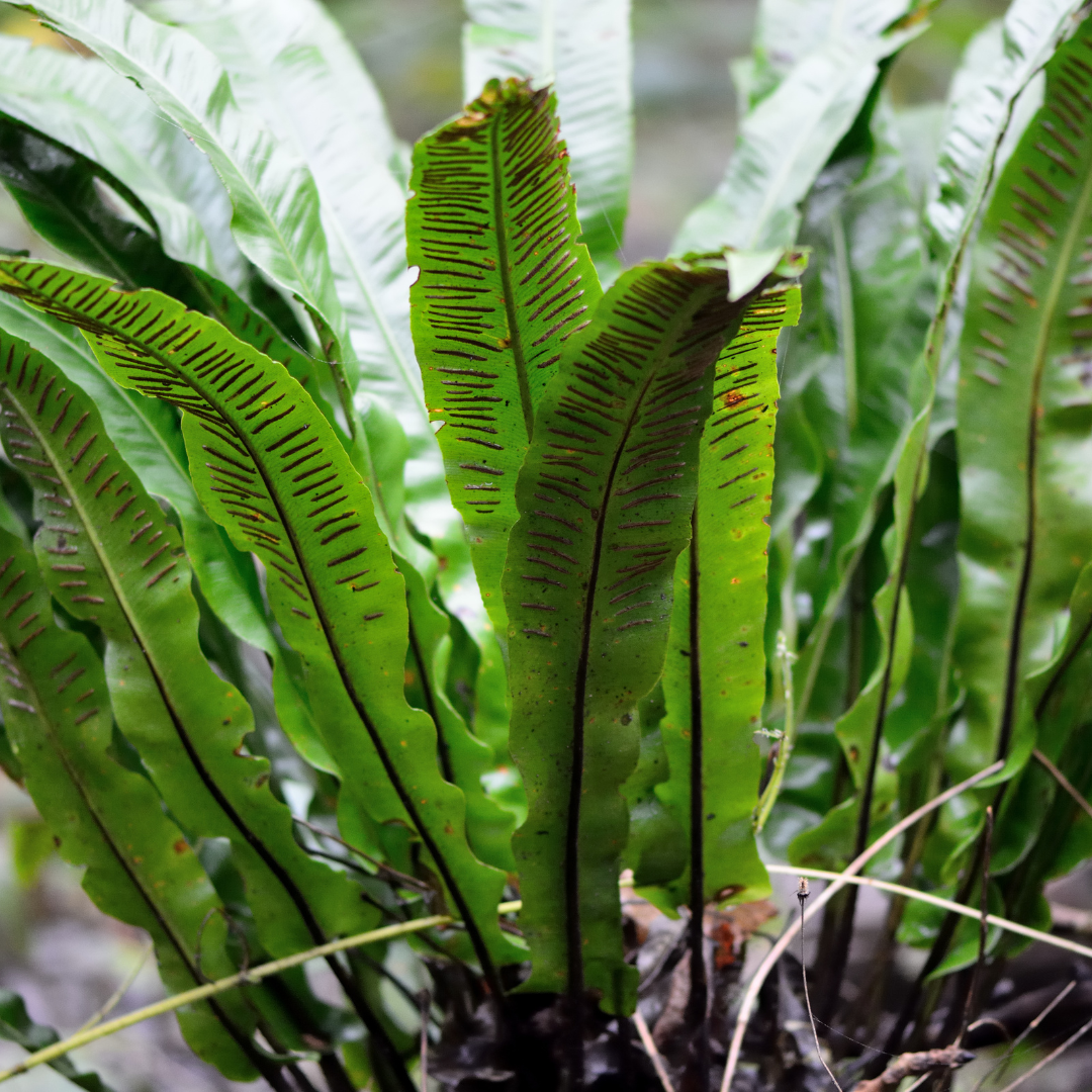 Entretien - Fougère Langue De Cerf (Asplenium scolopendrium) : Guide pratique - La Green Touch