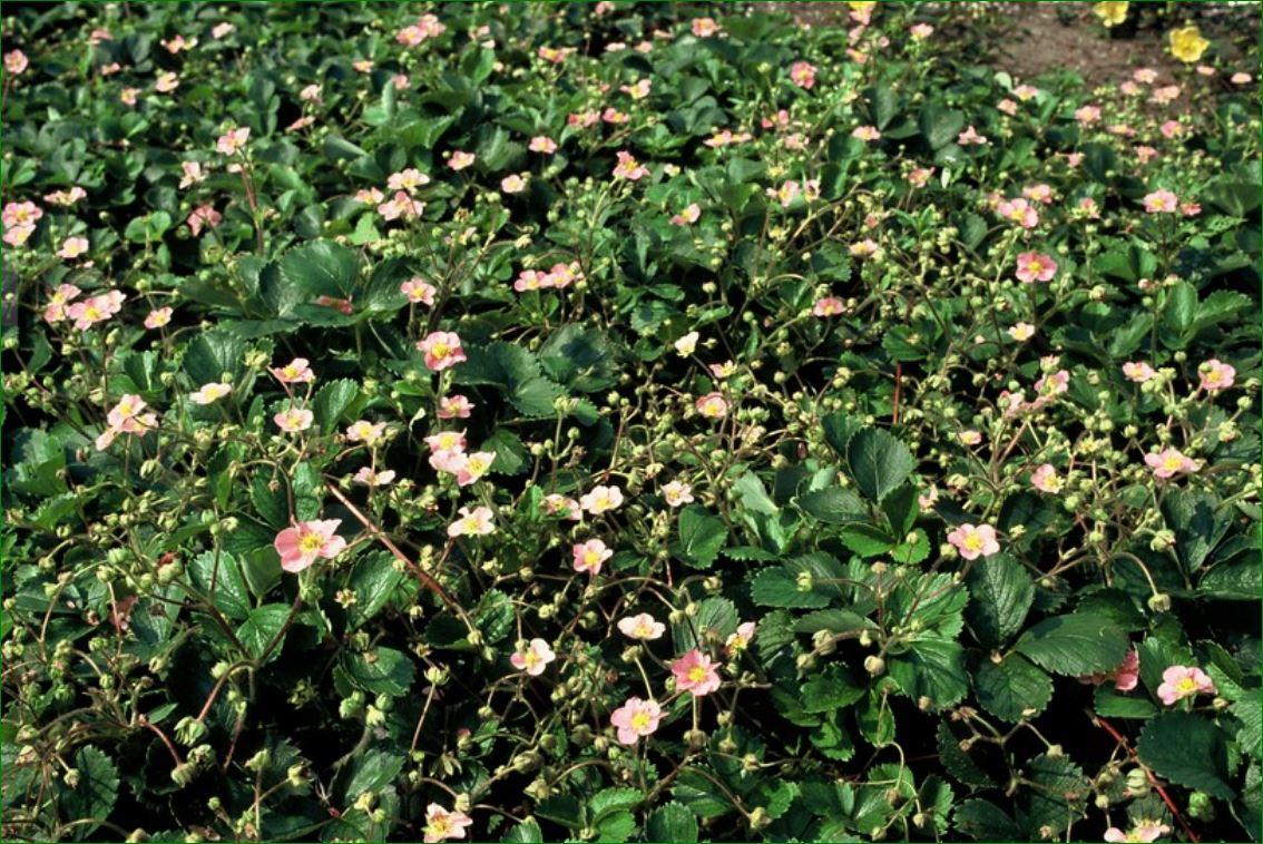 Entretien - Fraisier Des Bois (Fragaria vesca) : Guide pratique - La Green Touch