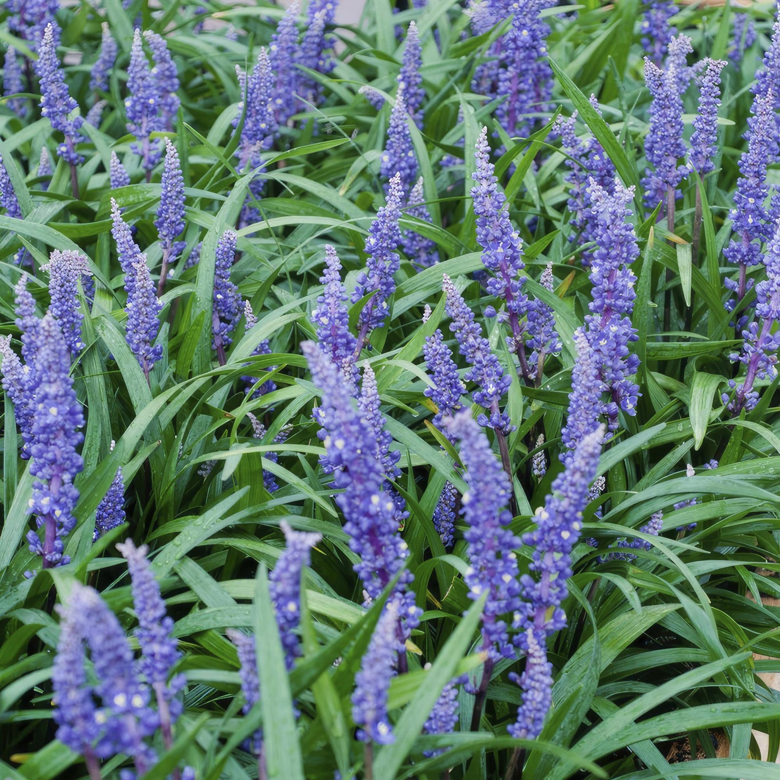Entretien - Herbe Aux Turquoises (Ophiopogon japonicus) : Guide pratique - La Green Touch
