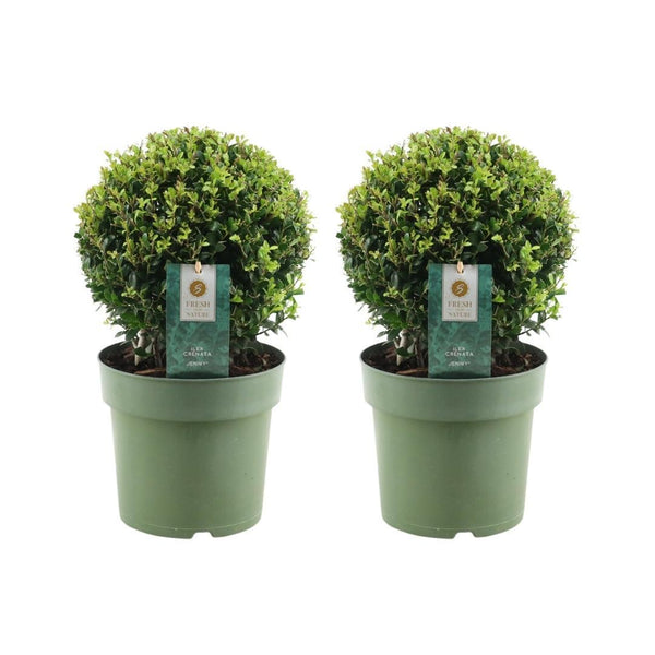 Entretien - Houx Crénelé (Ilex crenata) : Guide pratique - La Green Touch
