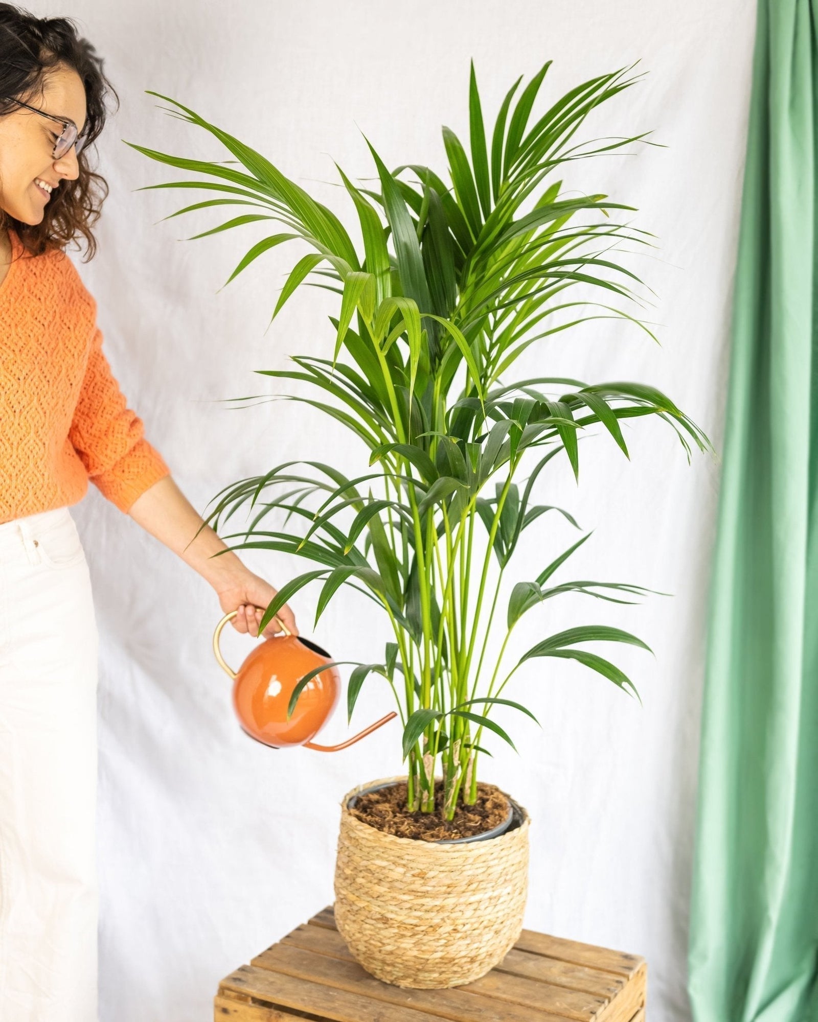 Entretien - Kentia Howea: Guide pratique - La Green Touch