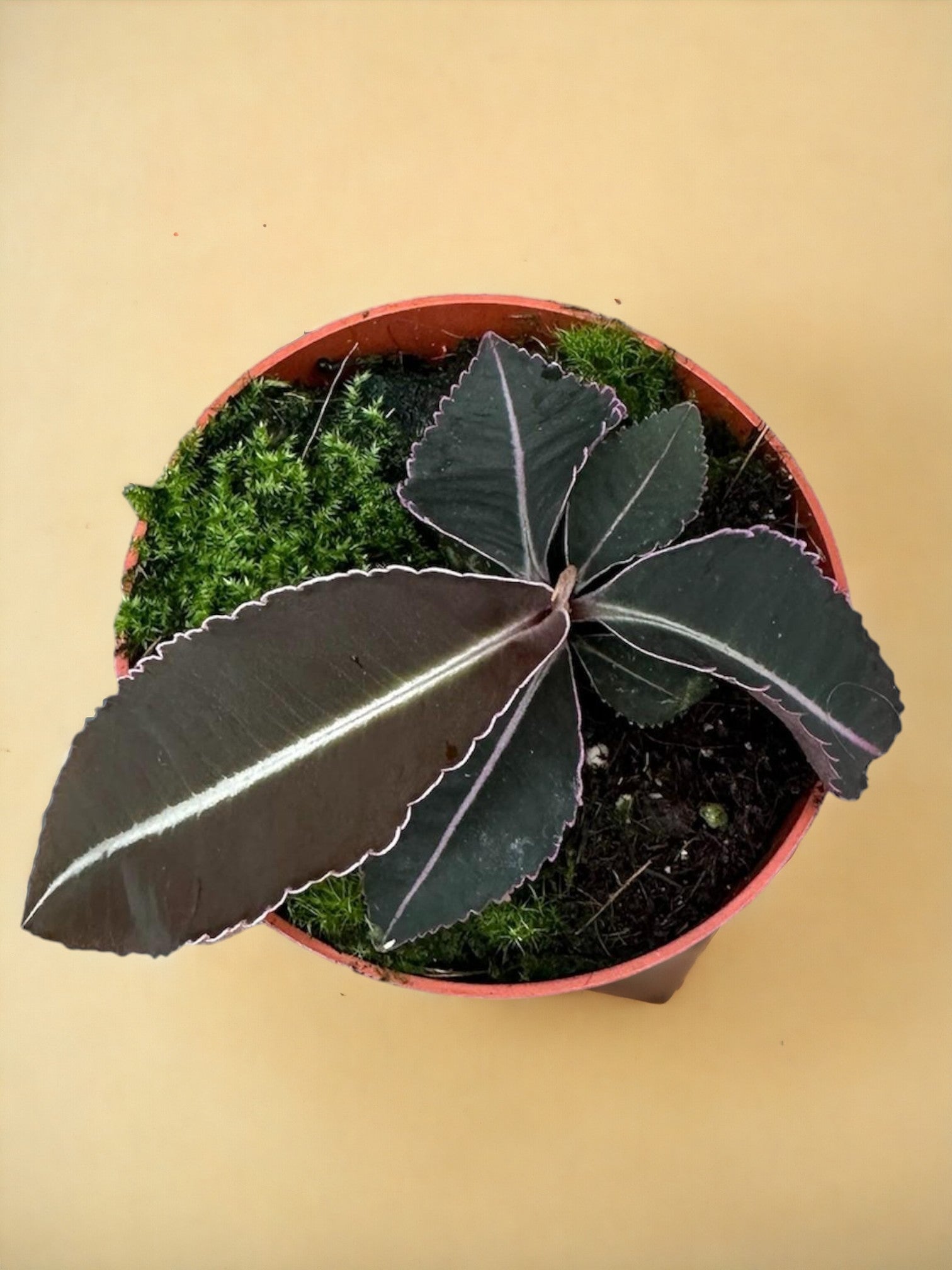 Entretien - Labisia Pumila: Guide pratique - La Green Touch