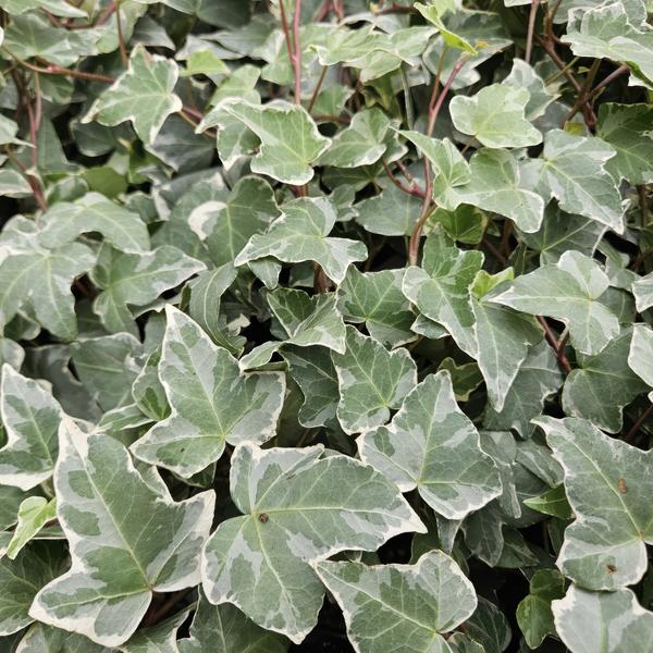 Entretien - Lierre Commun (Hedera helix) : Guide pratique - La Green Touch