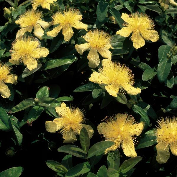 Entretien - Millepertuis À Grandes Fleurs (Hypericum calycinum) : Guide pratique - La Green Touch