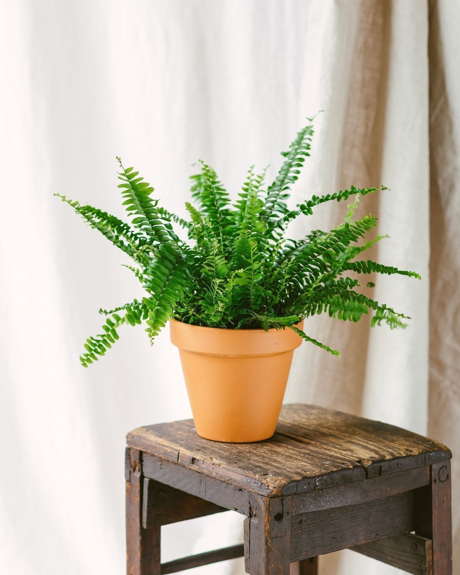 Entretien Nephrolepis Green Lady - La Green Touch