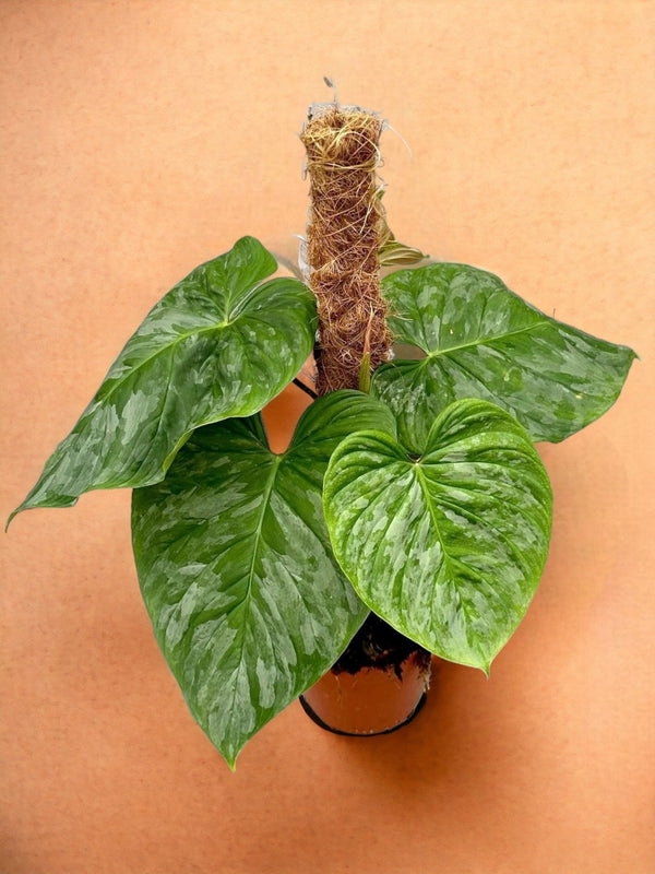 Entretien - Philodendron Majestic: Guide pratique - La Green Touch