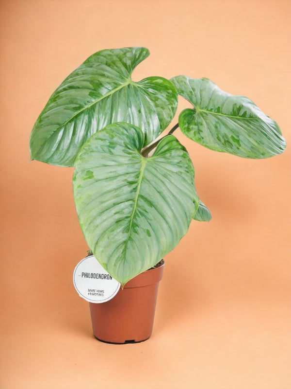 Entretien - Philodendron Sodiroi: Guide pratique - La Green Touch