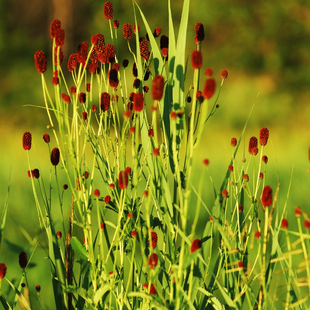 Entretien - Pimprenelle Officinale (Sanguisorba officinalis) : Guide pratique - La Green Touch