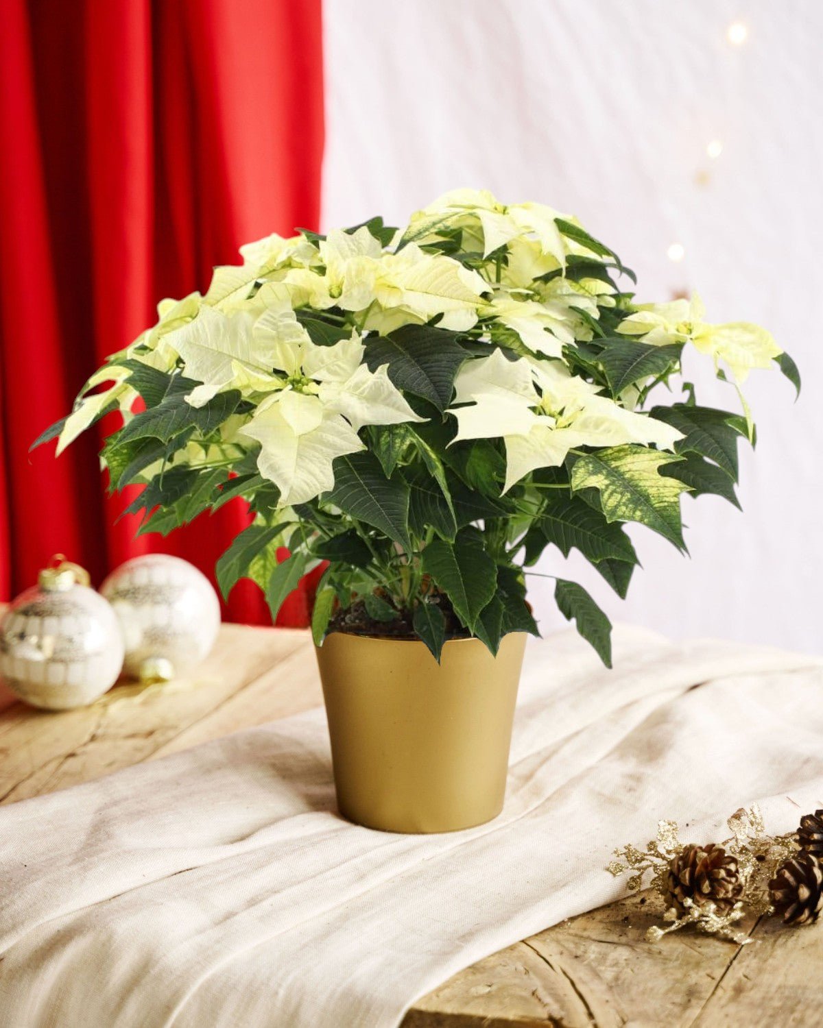 Entretien - Poinsettia Poinsettia: Guide pratique - La Green Touch