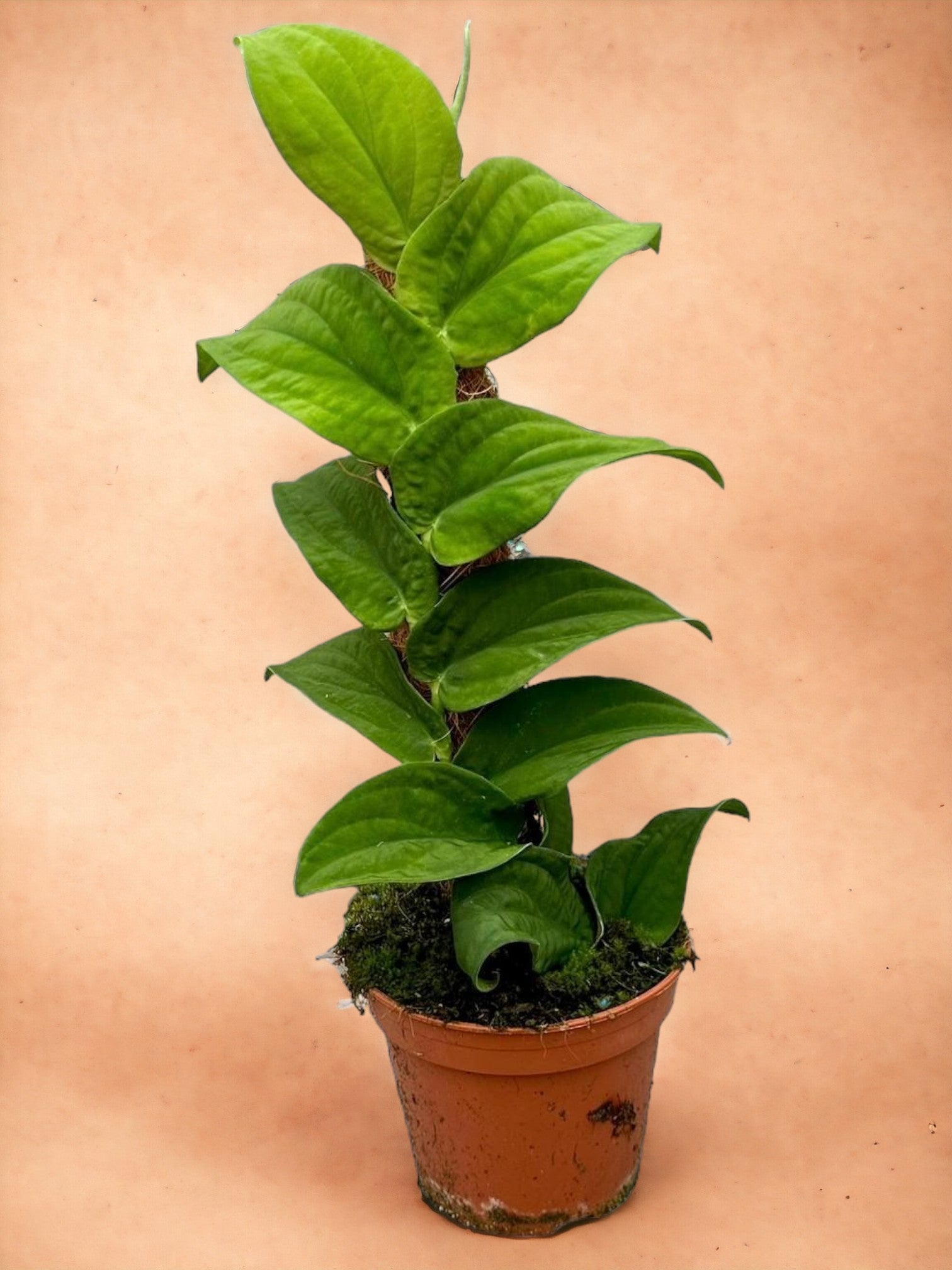 Entretien - Rhaphidophora Korthalsii: Guide pratique - La Green Touch