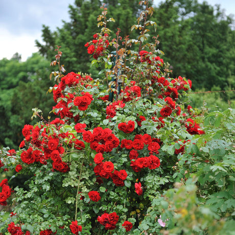 Entretien - Rosier (Rosa) : Guide pratique - La Green Touch