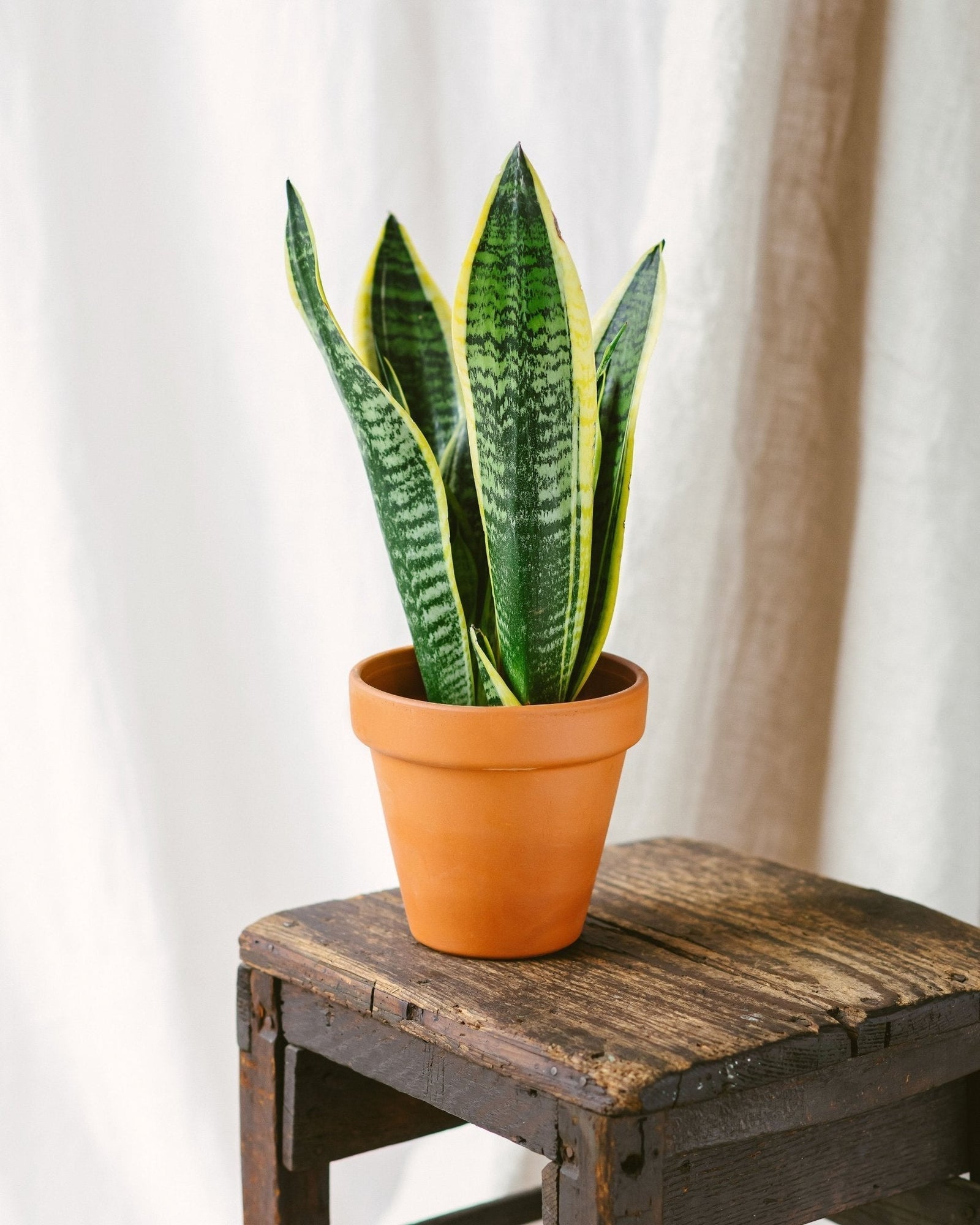 Entretien Sansevieria futura superba - La Green Touch
