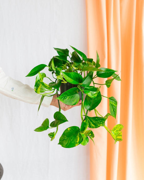 Entretien - Scindapsus Epipremnum: Guide pratique - La Green Touch