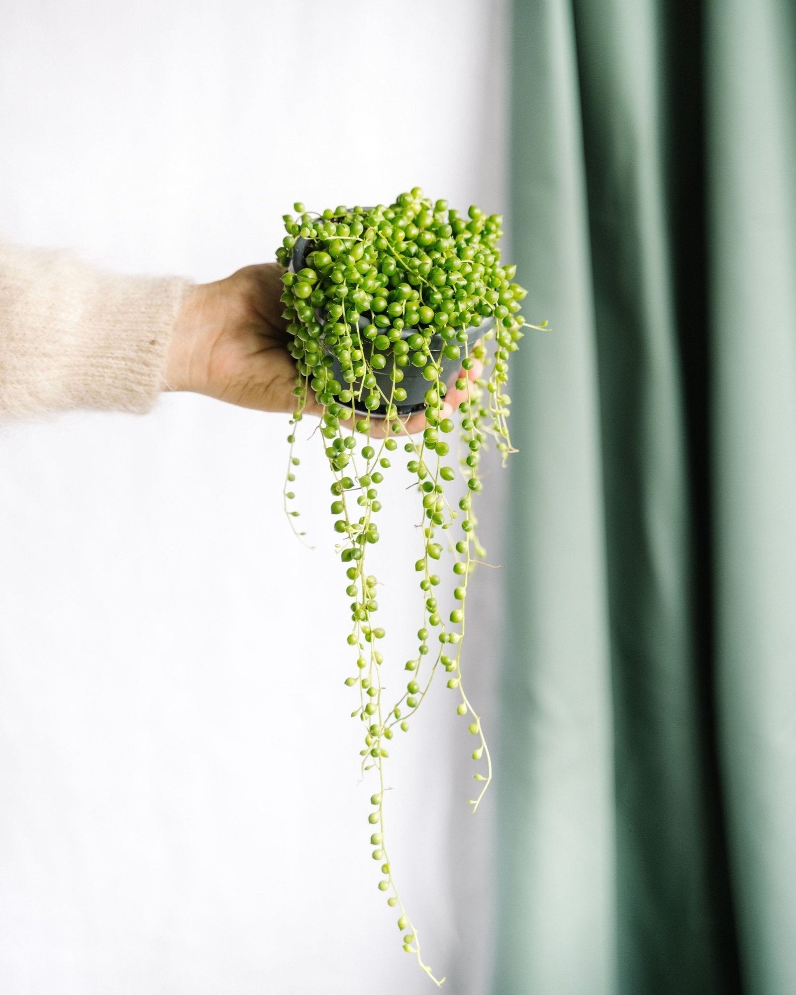 Entretien - Senecio Rowleyanus: Guide pratique - La Green Touch