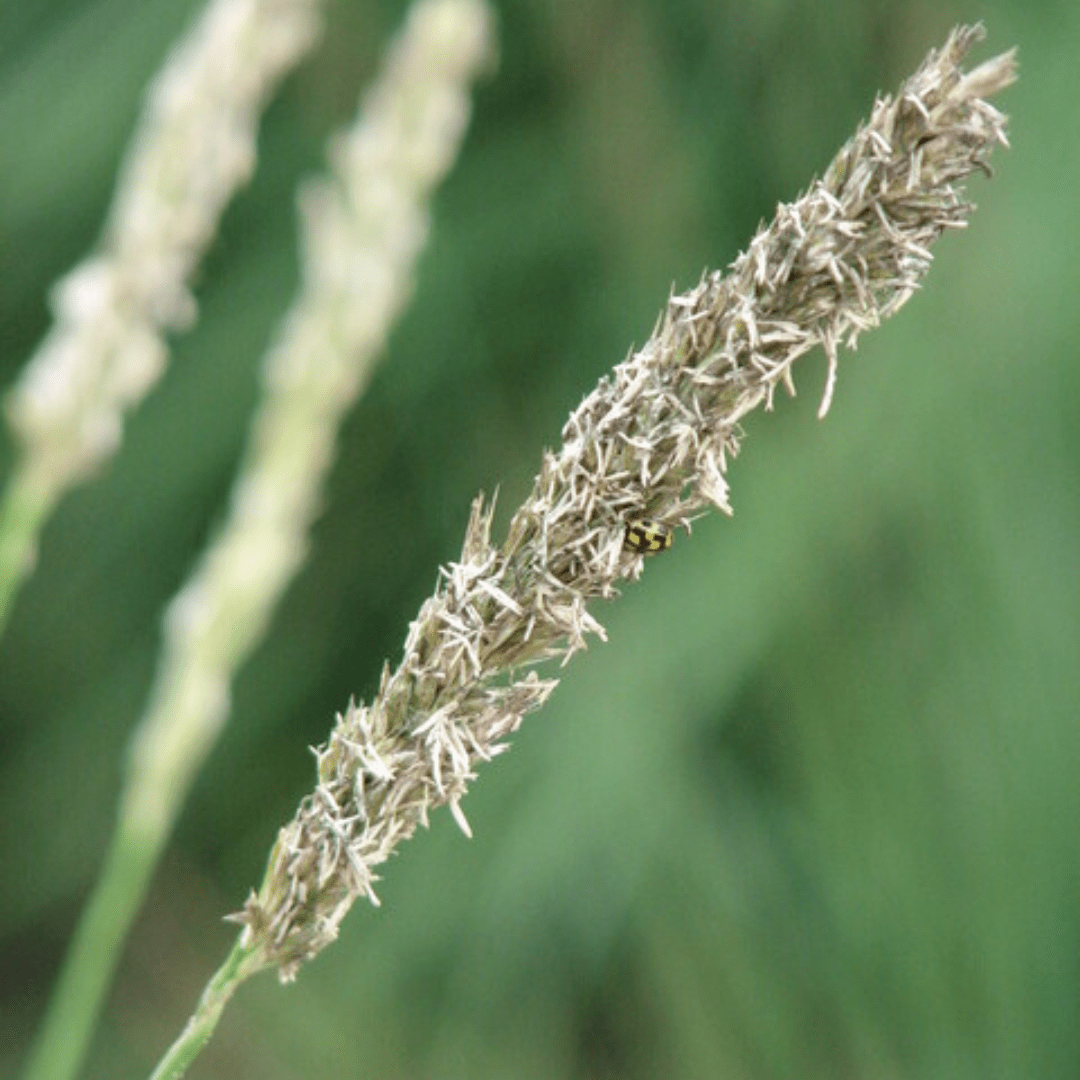 Entretien - Seslérie D’Automne (Sesleria autumnalis) : Guide pratique - La Green Touch