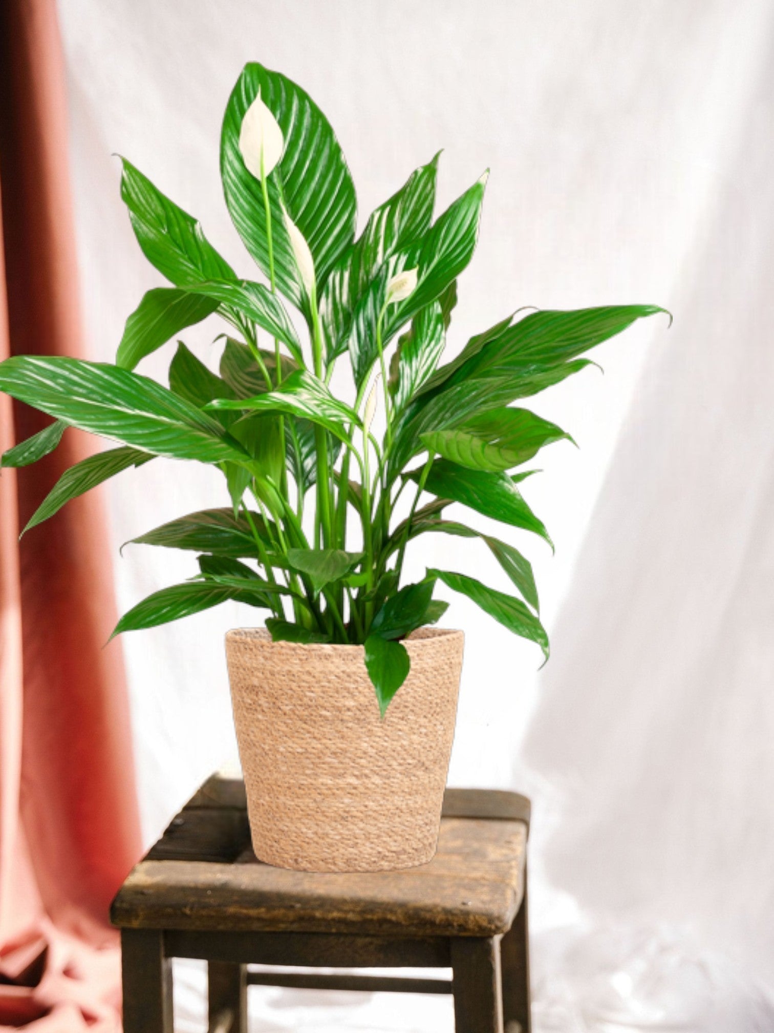 Entretien Spathiphyllum - Guide pratique - La Green Touch
