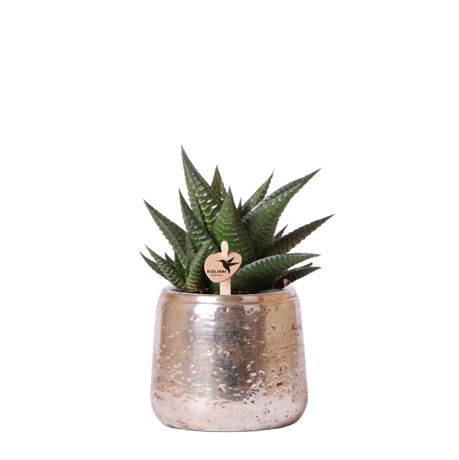 Entretien - Succulente Limifolia: Guide pratique - La Green Touch