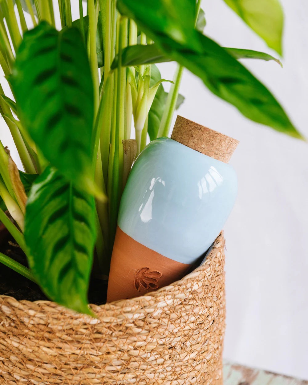 Arrosage automatique et astuces : comment laisser ses plantes en vacances l'esprit léger ?