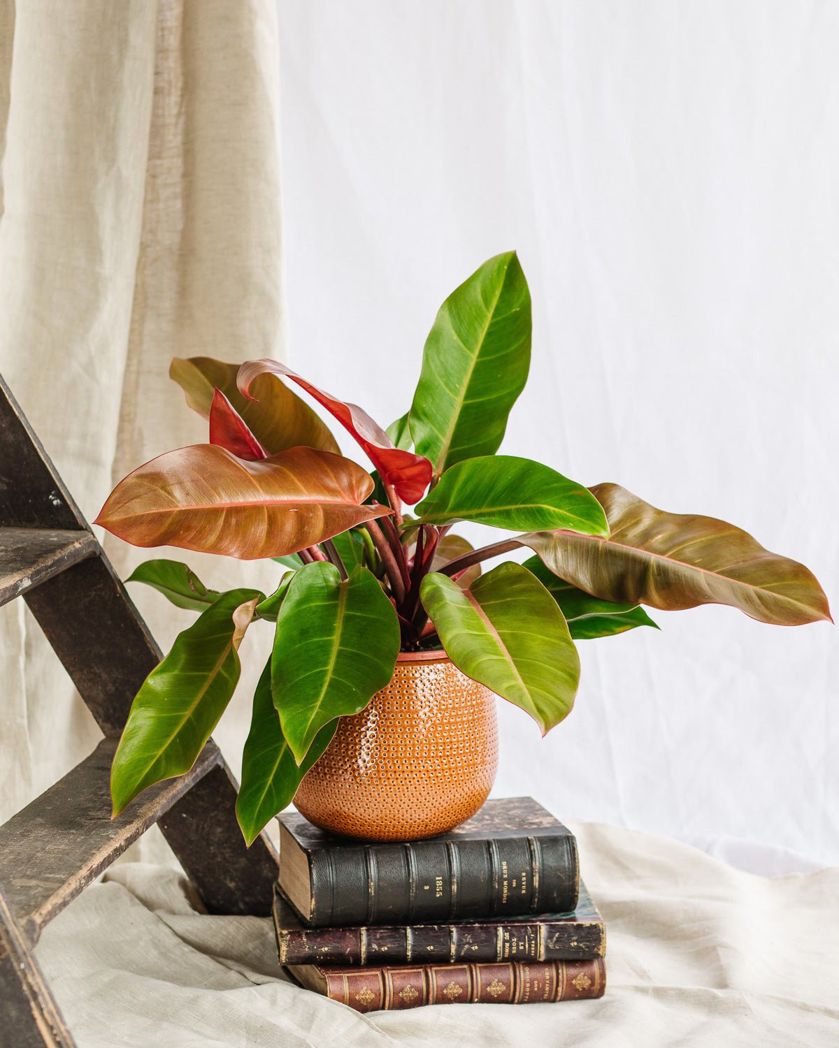 Plantes d’intérieur en automne : entretien, lumière et astuces pour une saison cocooning 🍂 - La Green Touch
