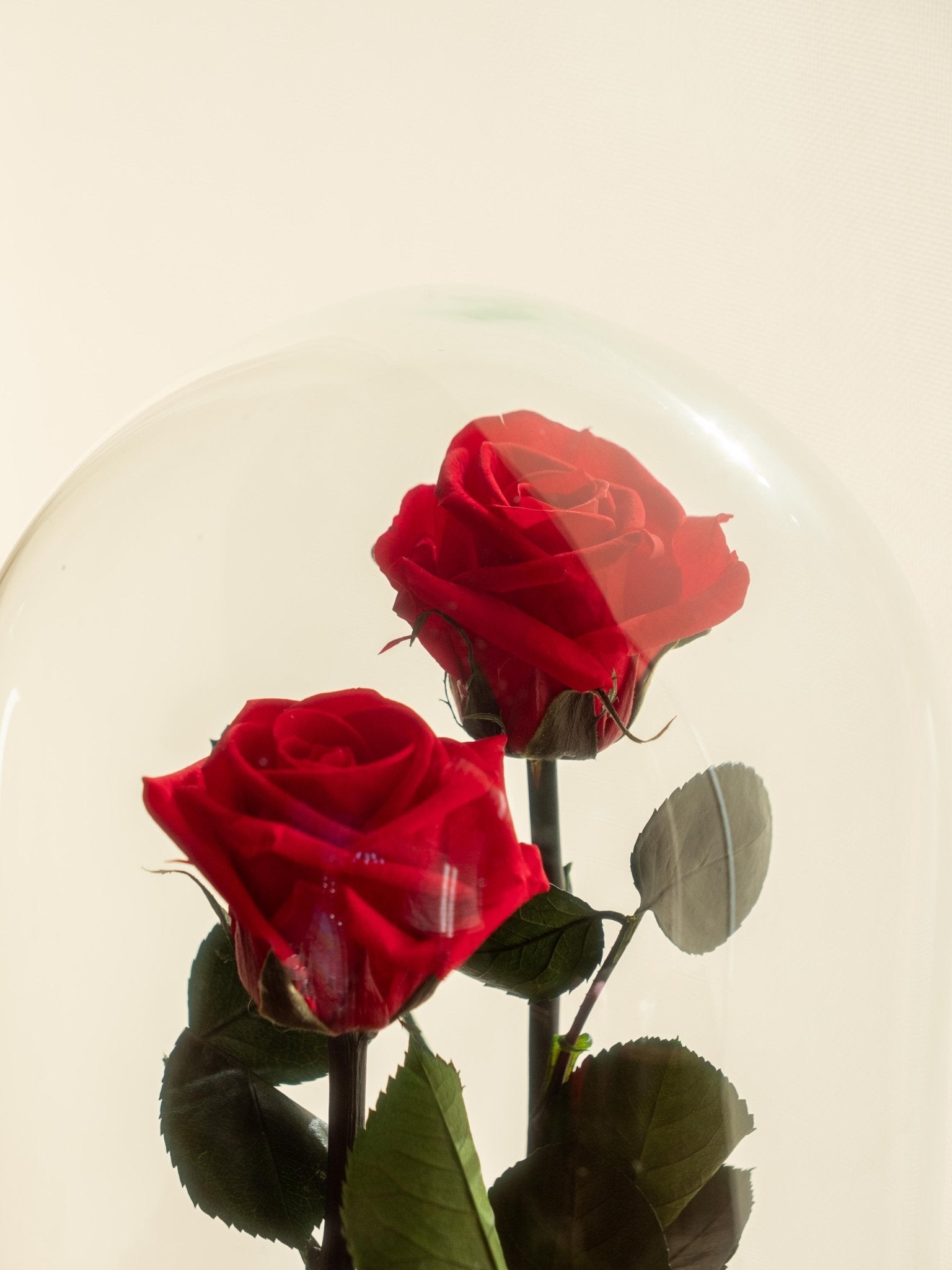 Pourquoi offrir une rose éternelle pour la Saint-Valentin ? - La Green Touch