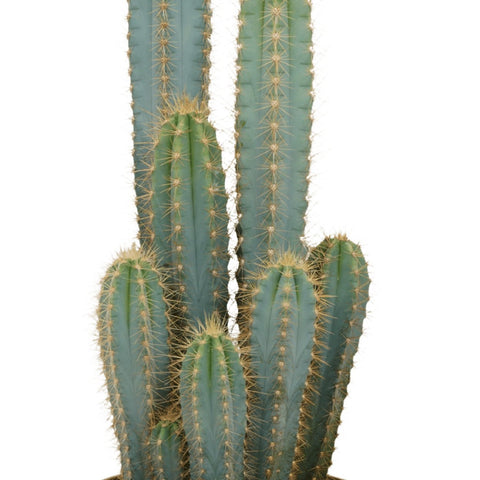 Livraison de cactus