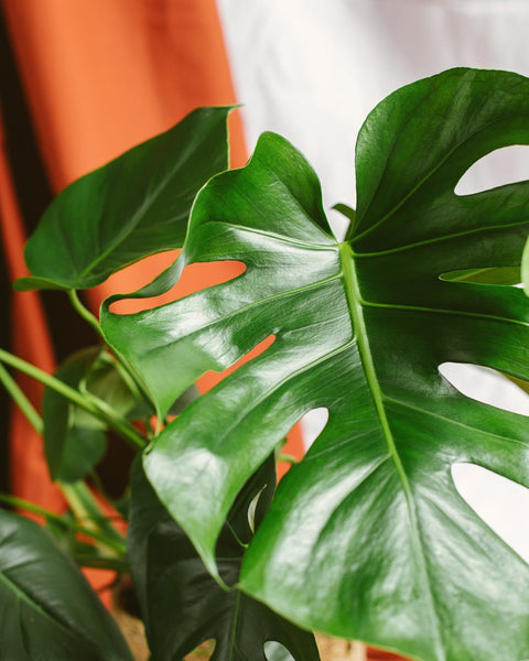 Monstera