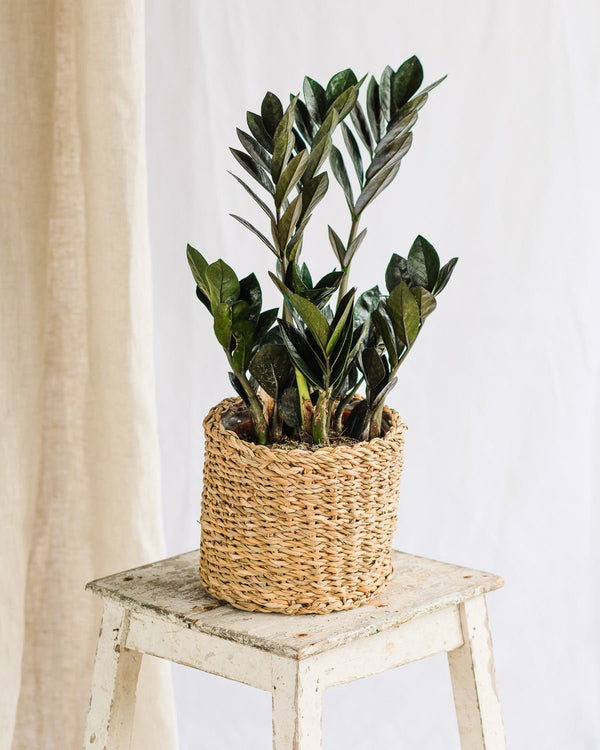 Indendørs plante uden lys
