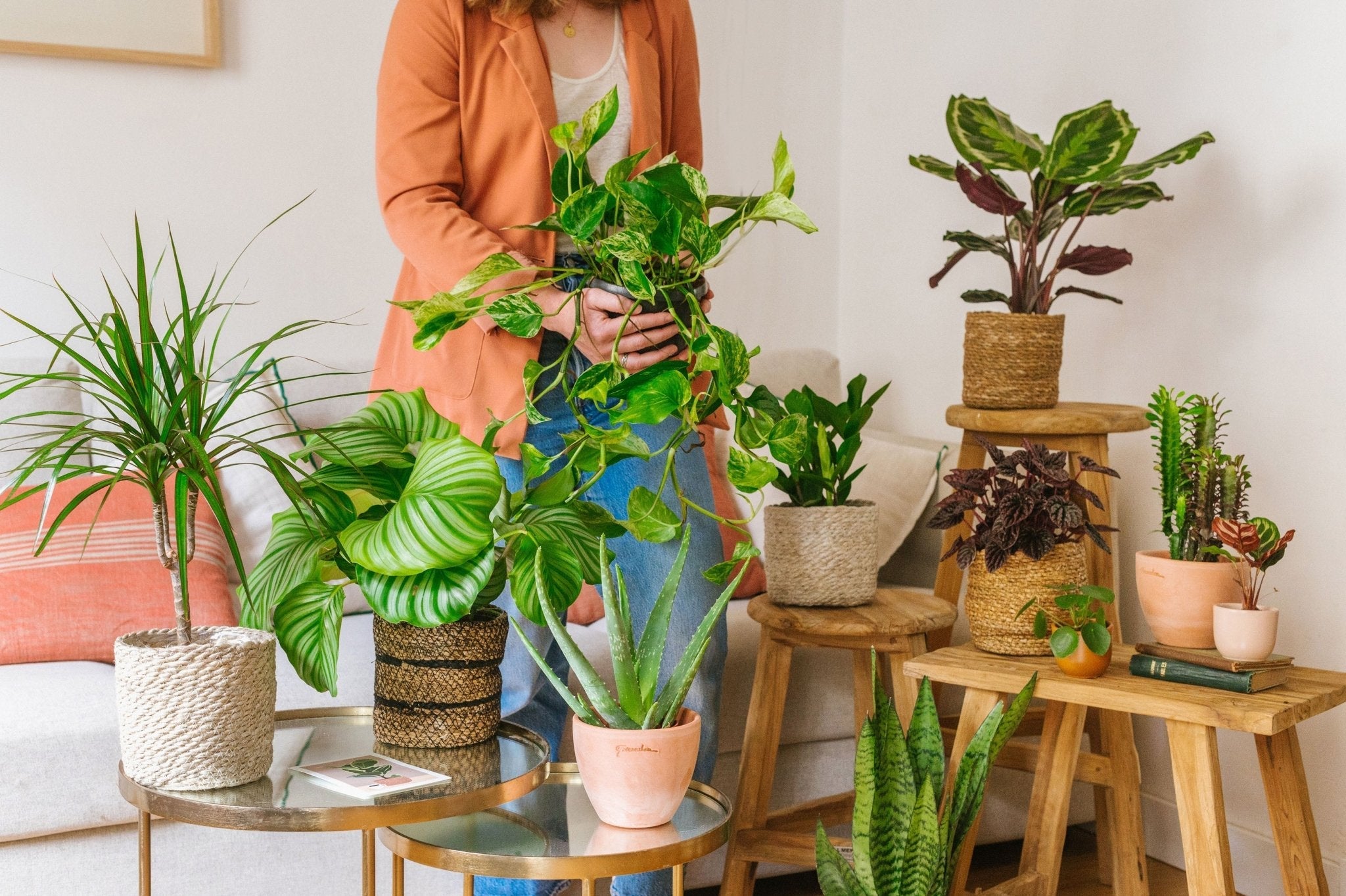 Plantes d'intérieur - La Green Touch