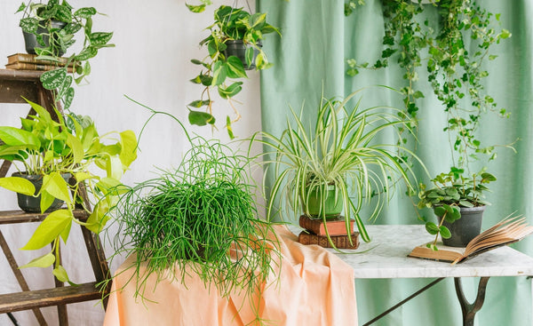 hængende planter