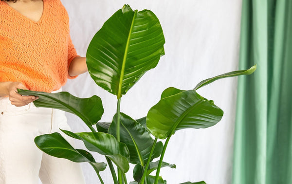 Meget store stueplanter