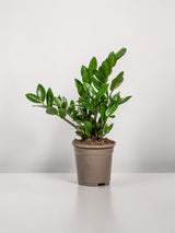 Zamioculcas Zamiifolia Ø17cm - ↕40-50 cm