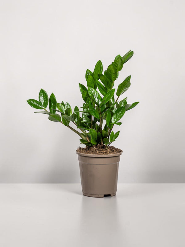 Zamioculcas Zamiifolia Ø17cm - ↕40-50 cm