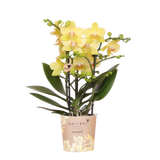 Orchidée Phalaenopsis jaune Blossom Albenga - H 35 cm, pot Ø9 cm