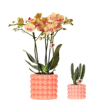 Kolibri Company | Plantenset Poppy oranje | Oranje Phalaenopsis Orchidee Jamaica en Succulent incl. keramieken sierpotten