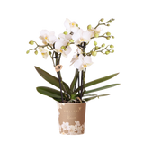 Orchidée Phalaenopsis blanche Blossom Zurich - H 35 cm, pot Ø9 cm