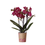 Orchidée Phalaenopsis violette Blossom Chamonix - H 35 cm, pot Ø9 cm