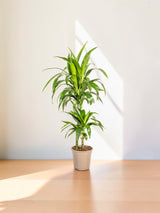 Dracaena Deremensis Lisa Ø19cm - ↕70 - 90cm