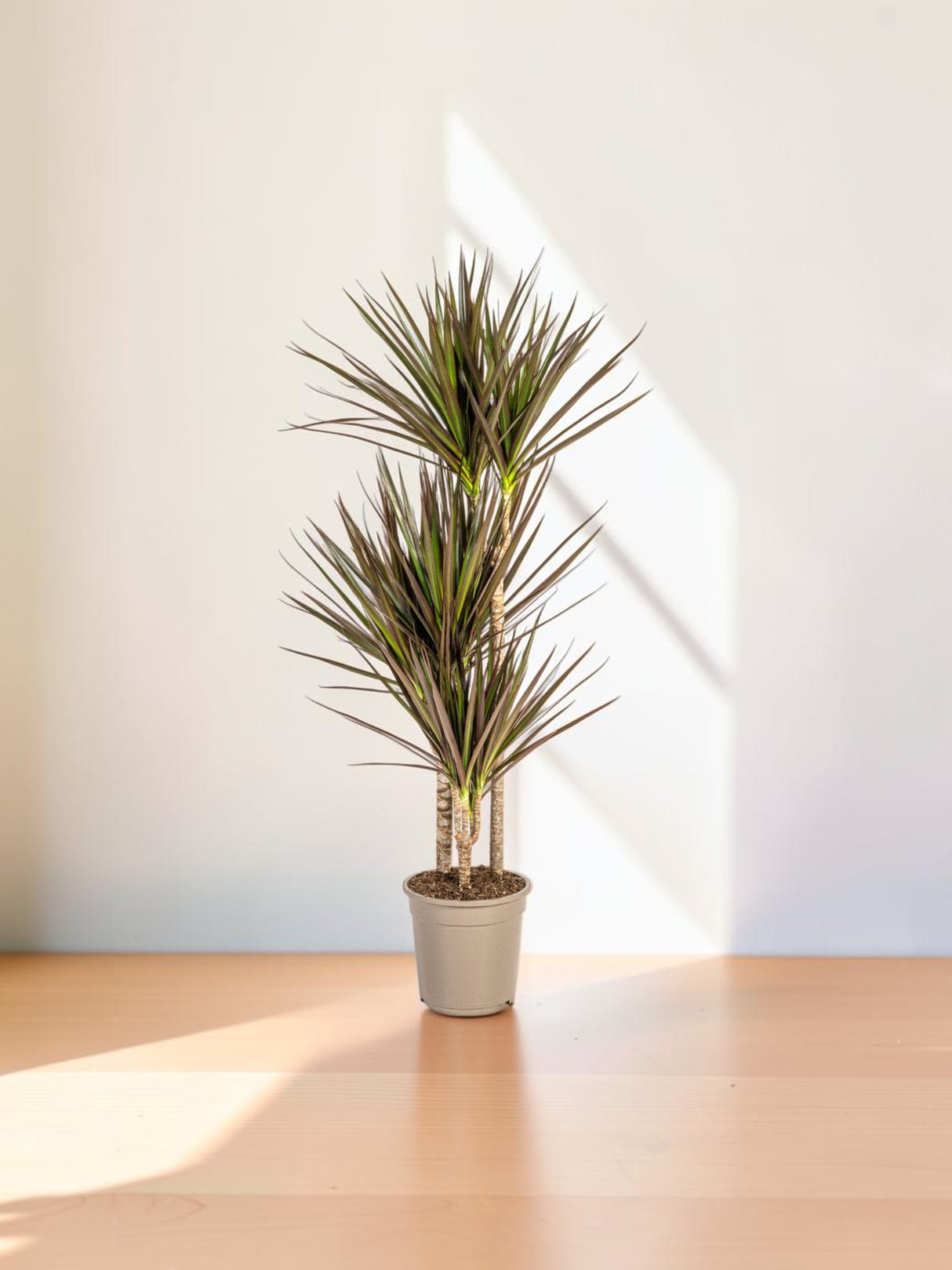 Dracaena Marginata Magenta Ø21cm - ↕110 - 130cm
