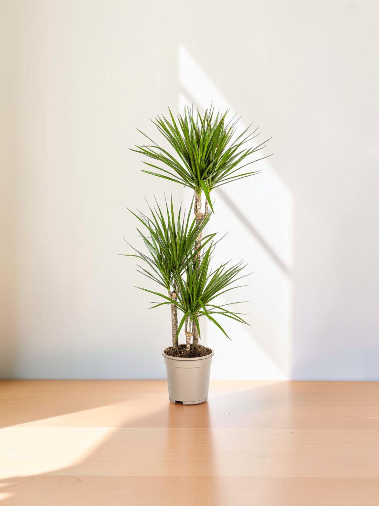 Dracaena Marginata Green Ø21cm - ↕110 - 130cm