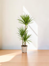 Dracaena Marginata Green Ø21cm - ↕110 - 130cm