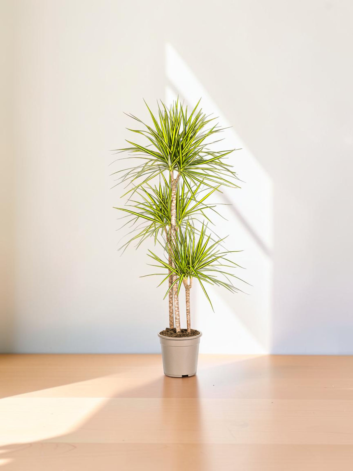 Dracaena Marginata Sunray Ø24cm - ↕130 - 150cm