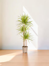 Dracaena Marginata Sunray Ø24cm - ↕130 - 150cm