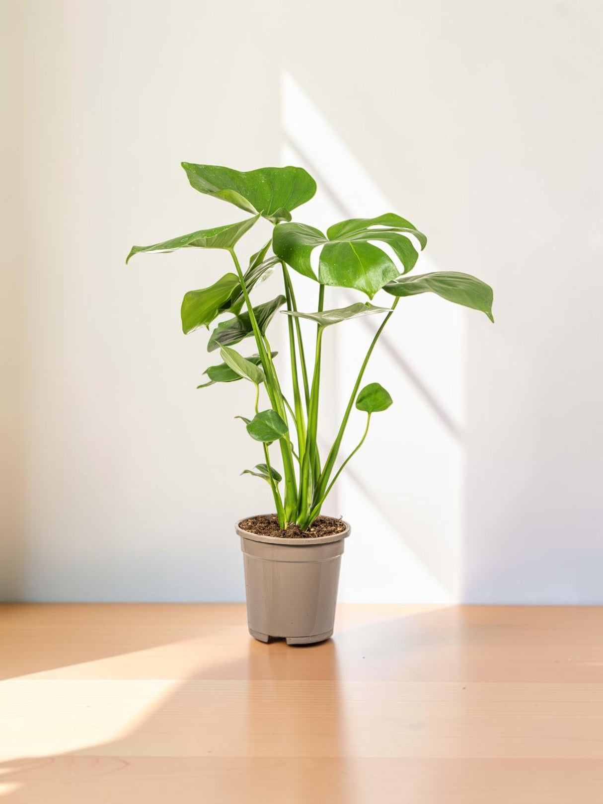 Monstera Deliciosa Tauerii Ø17cm - ↕50 - 70cm