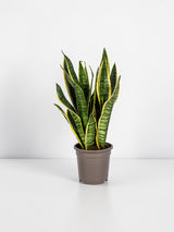 Sansevieria Trifasciata Futura Superba Ø17cm - ↕45 - 55cm