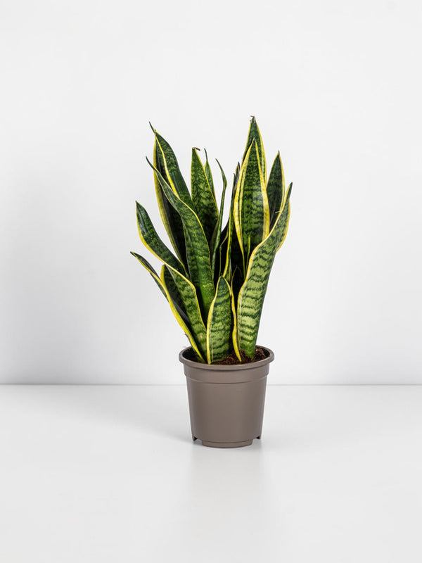 Sansevieria Trifasciata Futura Superba Ø17cm - ↕45 - 55cm