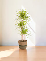 Dracaena Marginata Sunray met mand Ø24cm - ↕130 - 150cm