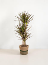 Dracaena Marginata Magenta met mand Ø21cm - ↕110 - 130cm