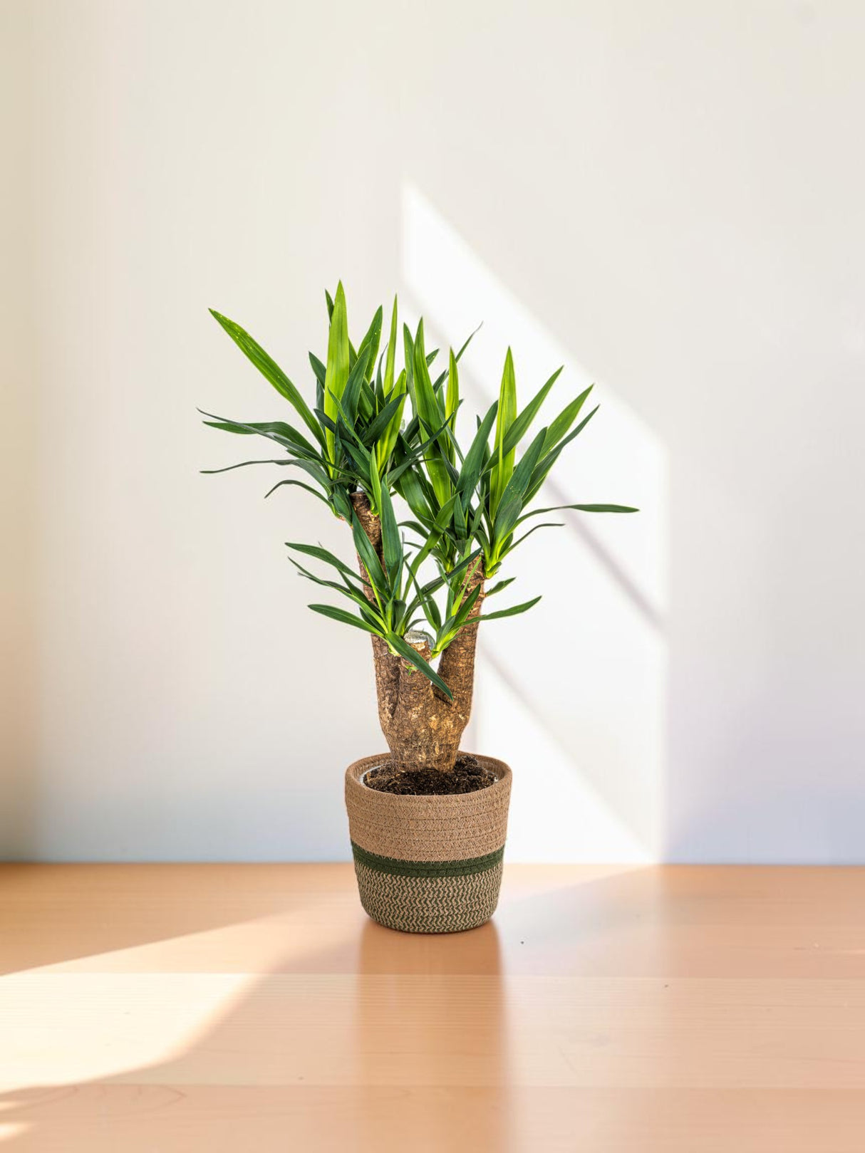 Yucca Elephantipes Vertakt met mand Ø21cm - ↕60 - 70cm