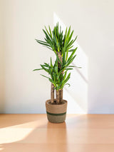 Yucca Elephantipes met mand Ø21cm - ↕90 - 110cm
