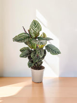Calathea Ornata Sanderiana Ø17cm - ↕40 - 50cm